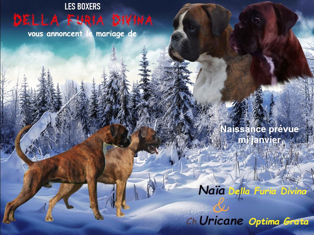 Della Furia Divina - Nouvelle saillie: Naïa & Uricane