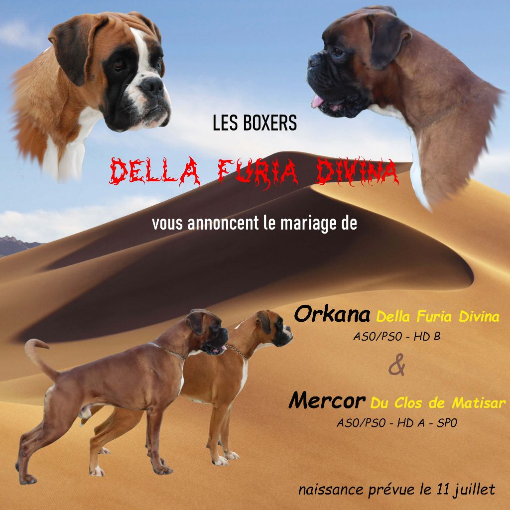 Della Furia Divina - Nouvelle saillie: Orkana & Mercor