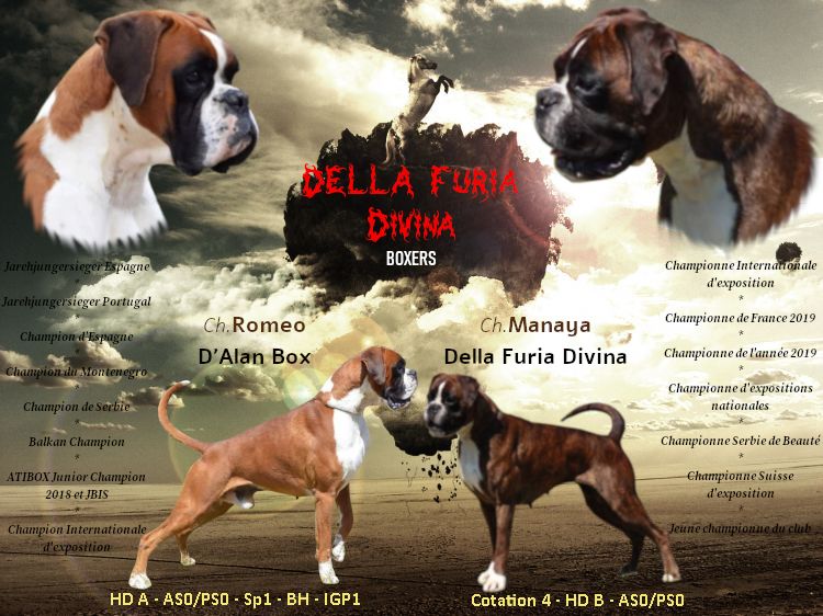 Della Furia Divina - Nouvelle saillie: Manaya & Romeo