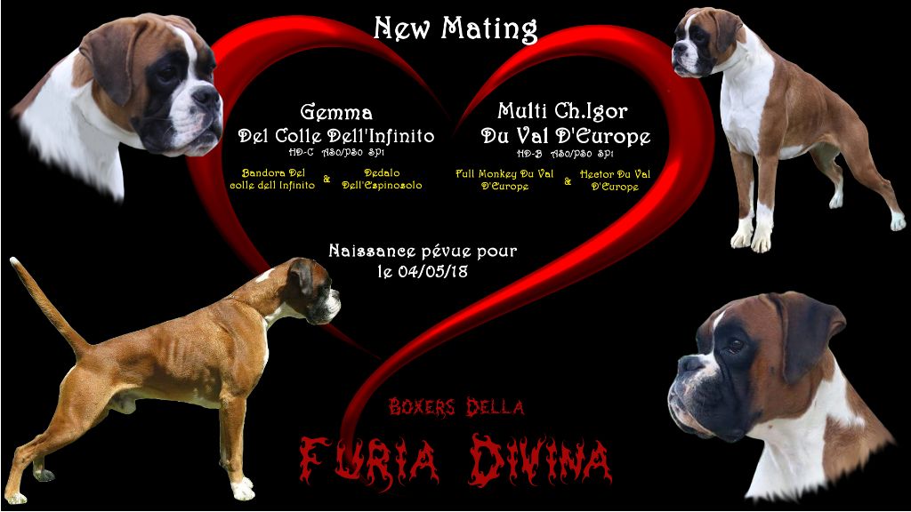 Della Furia Divina - Nouvelle Saillie: Gemma & Ch.Igor