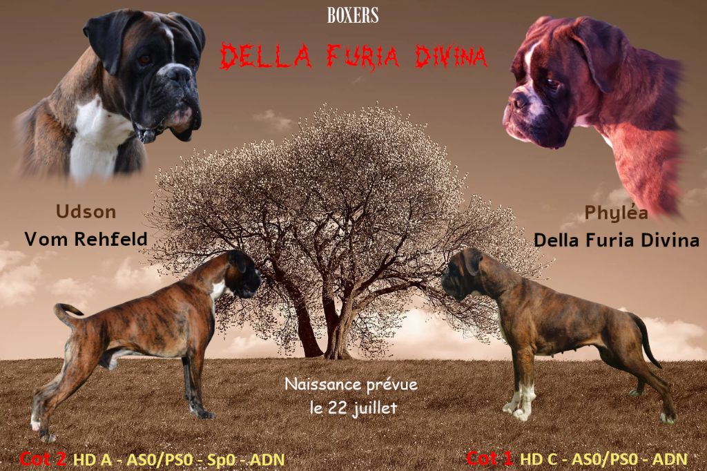Della Furia Divina - Nouvelle saillie: Phyléa & Udson