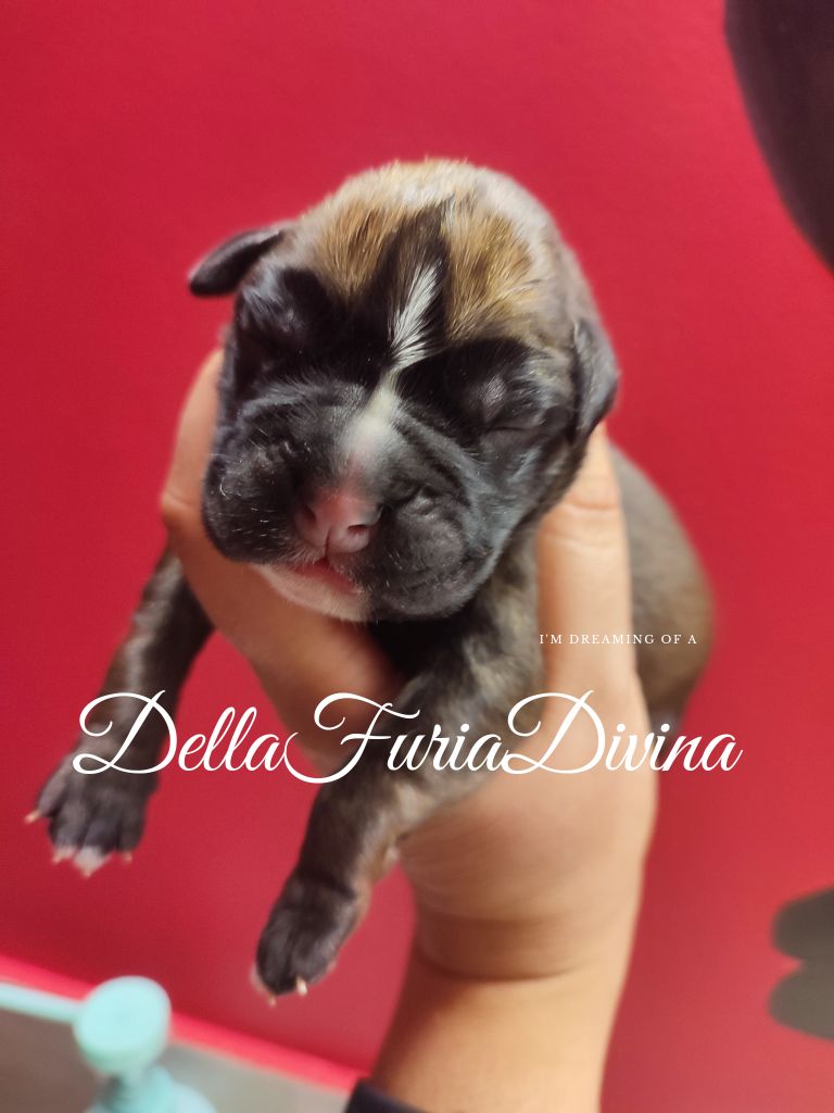 Della Furia Divina - Chiot disponible  - Boxer