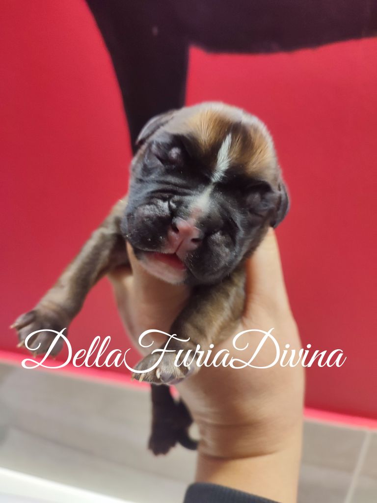 Della Furia Divina - Chiot disponible  - Boxer