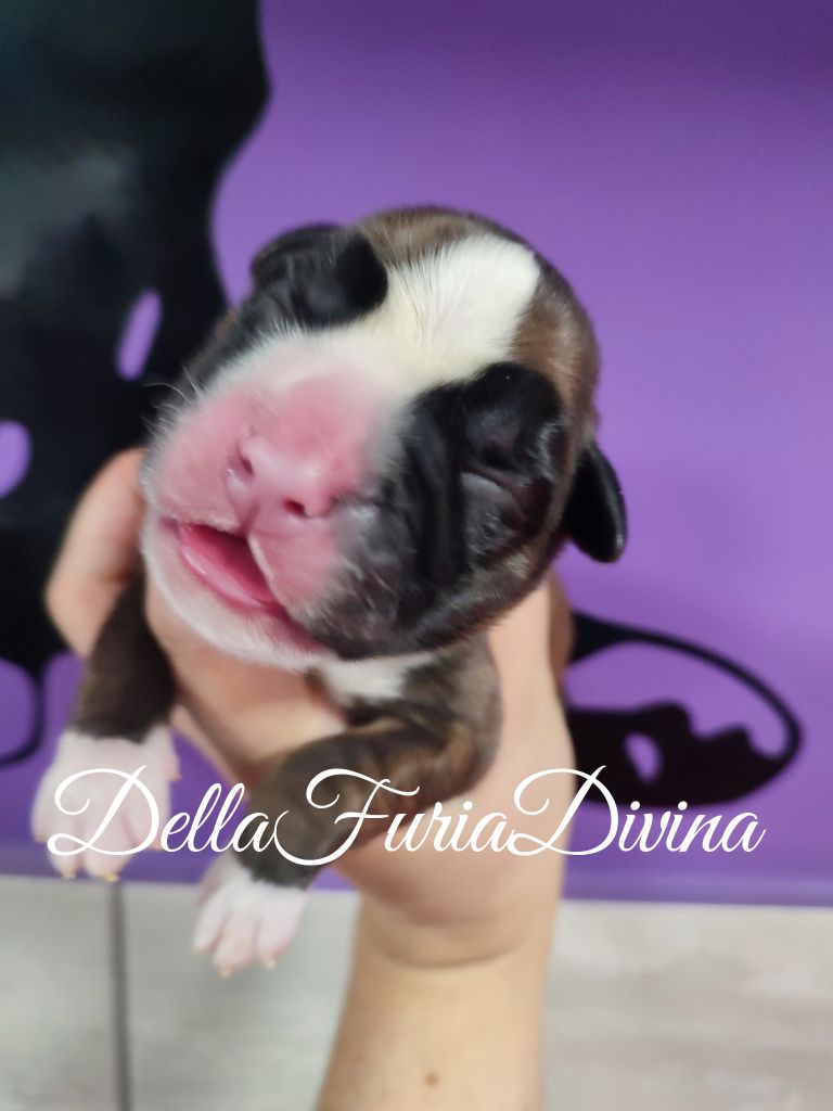 Della Furia Divina - Chiot disponible  - Boxer