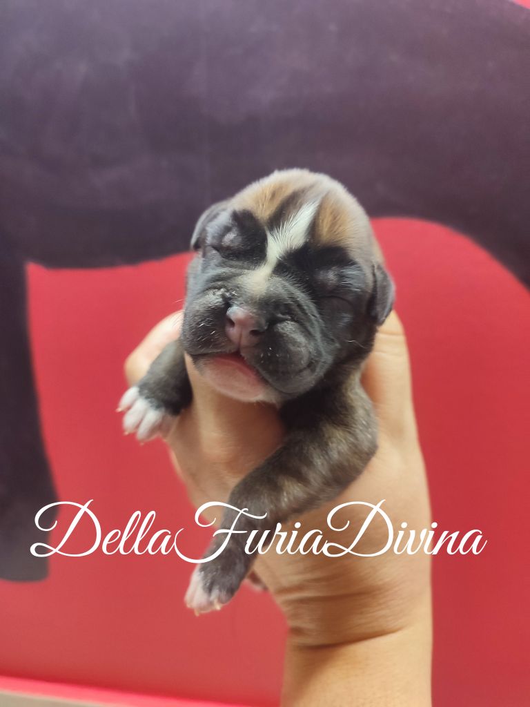 Della Furia Divina - Chiot disponible  - Boxer