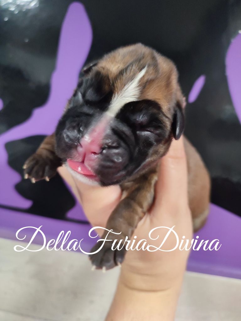 Della Furia Divina - Chiot disponible  - Boxer