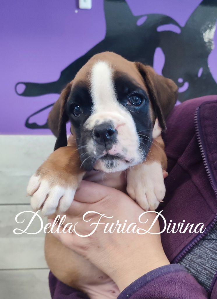 Della Furia Divina - Chiot disponible  - Boxer