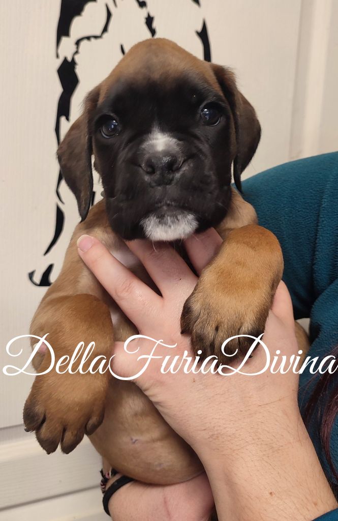 Della Furia Divina - Chiot disponible  - Boxer