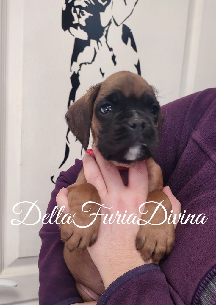 Della Furia Divina - Chiot disponible  - Boxer