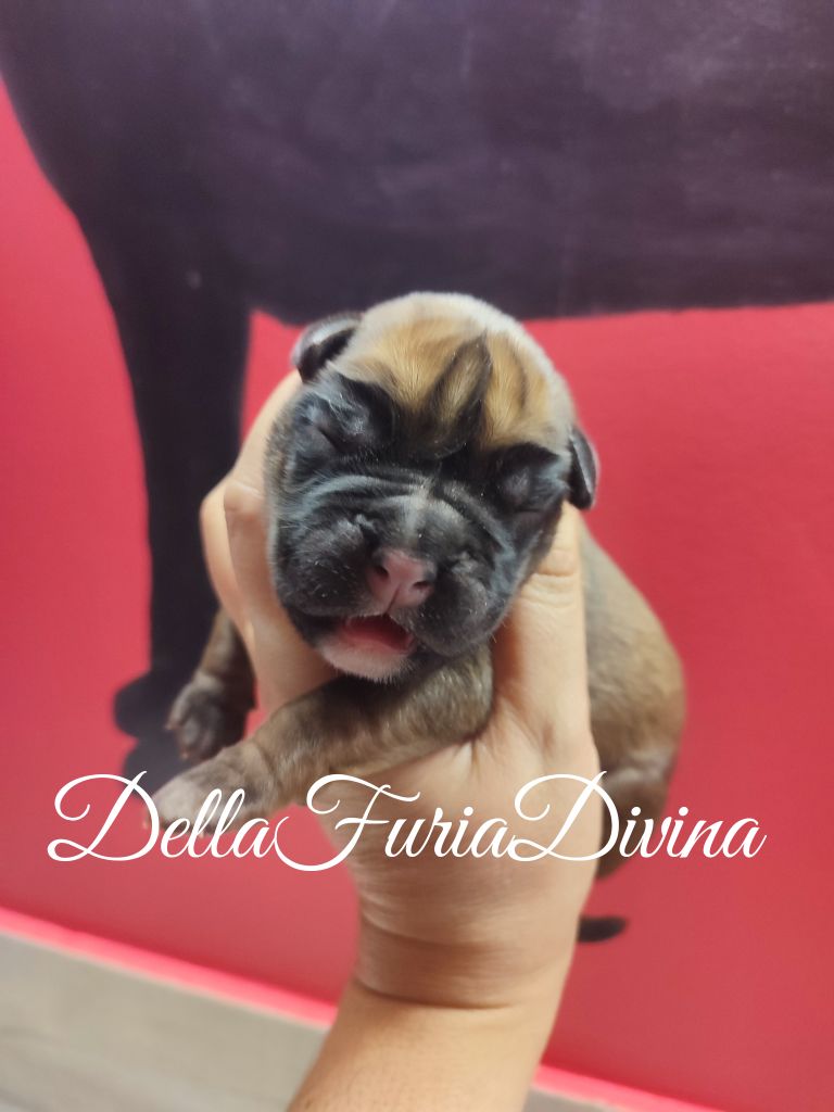 Della Furia Divina - Chiot disponible  - Boxer