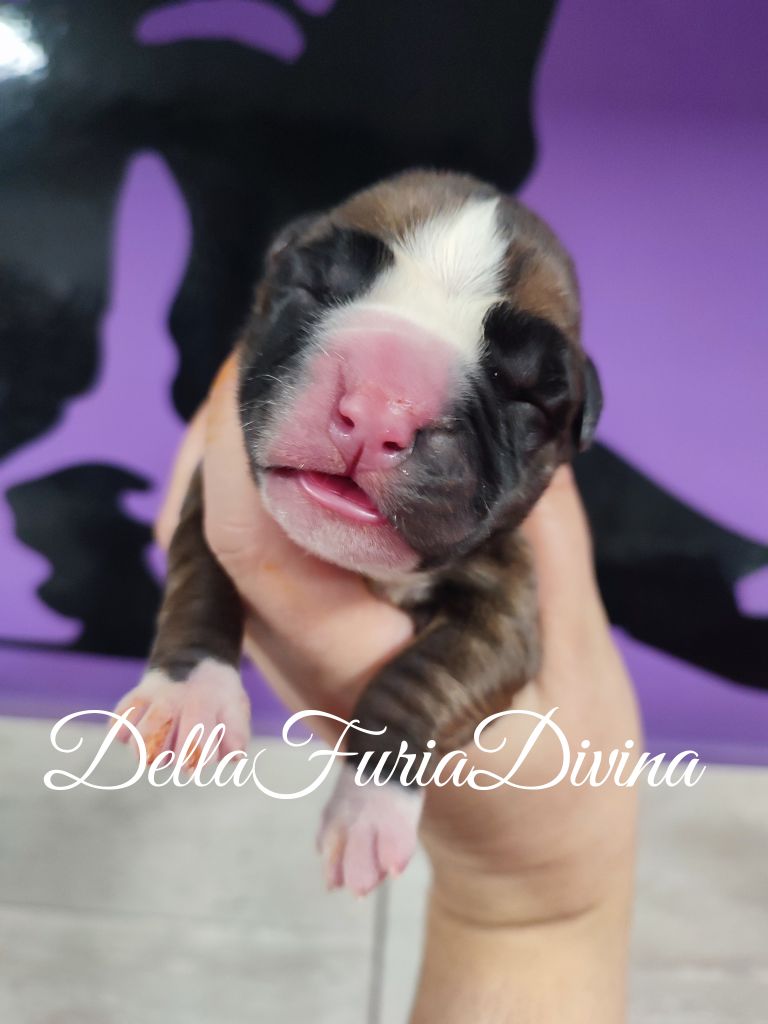 Della Furia Divina - Chiot disponible  - Boxer