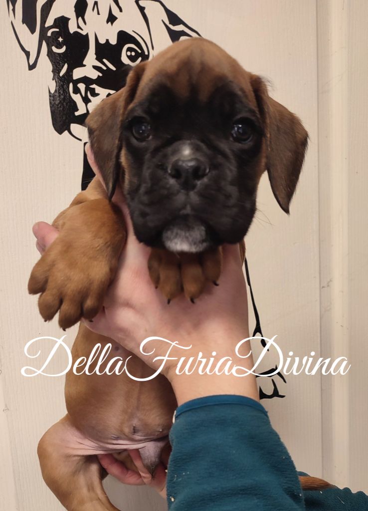 Della Furia Divina - Chiot disponible  - Boxer