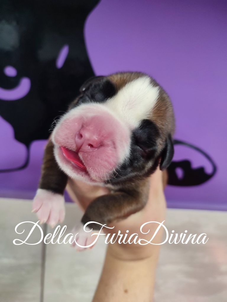 Della Furia Divina - Chiot disponible  - Boxer