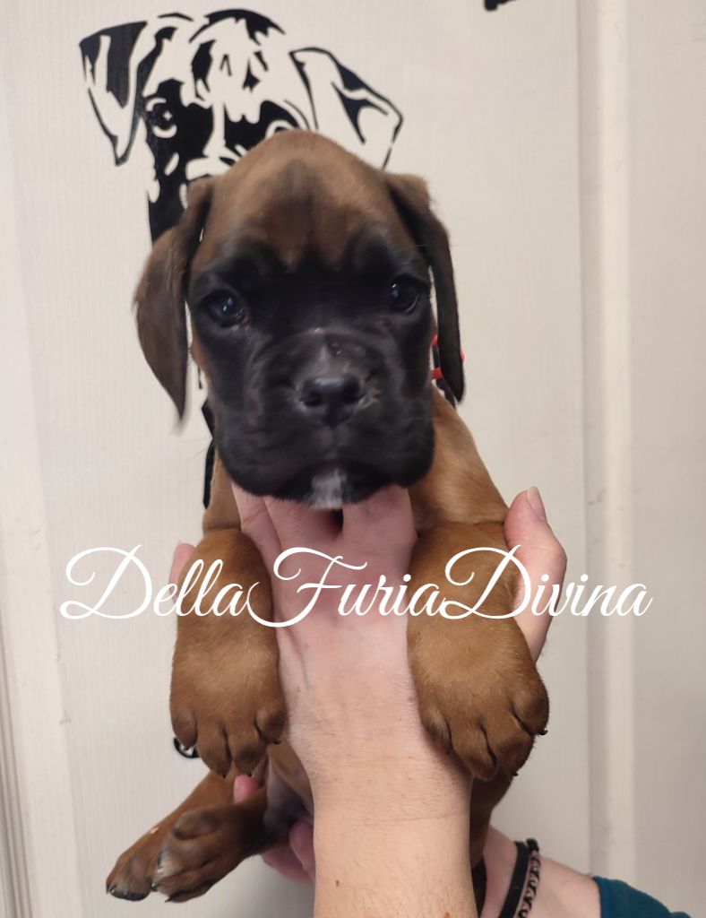 Della Furia Divina - Chiot disponible  - Boxer