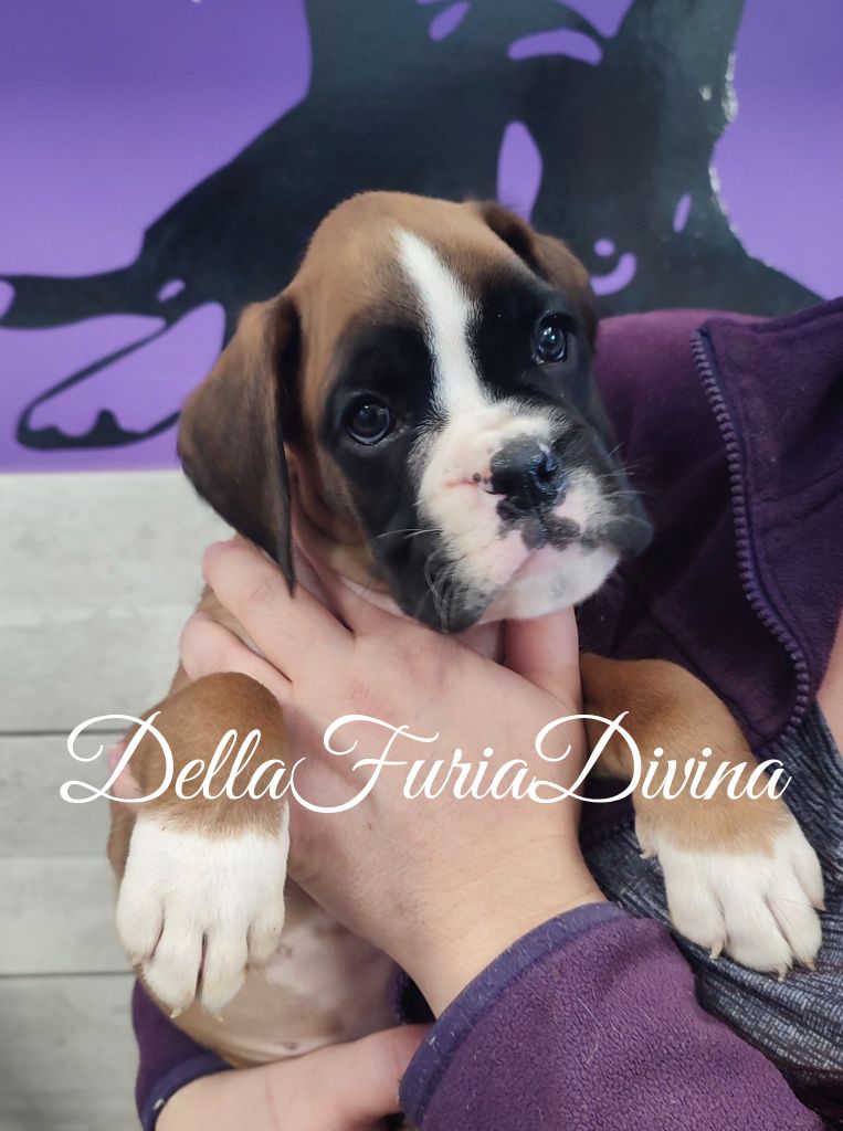 Della Furia Divina - Chiot disponible  - Boxer