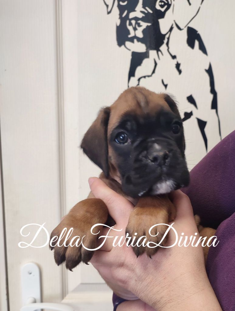 Della Furia Divina - Chiot disponible  - Boxer