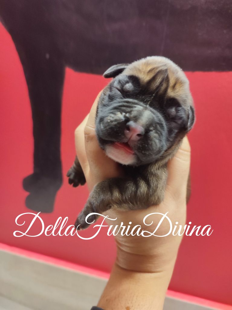 Della Furia Divina - Chiot disponible  - Boxer