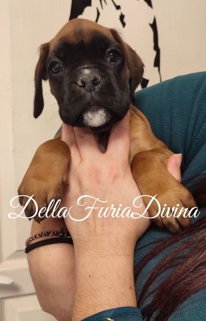 Della Furia Divina - Chiot disponible  - Boxer