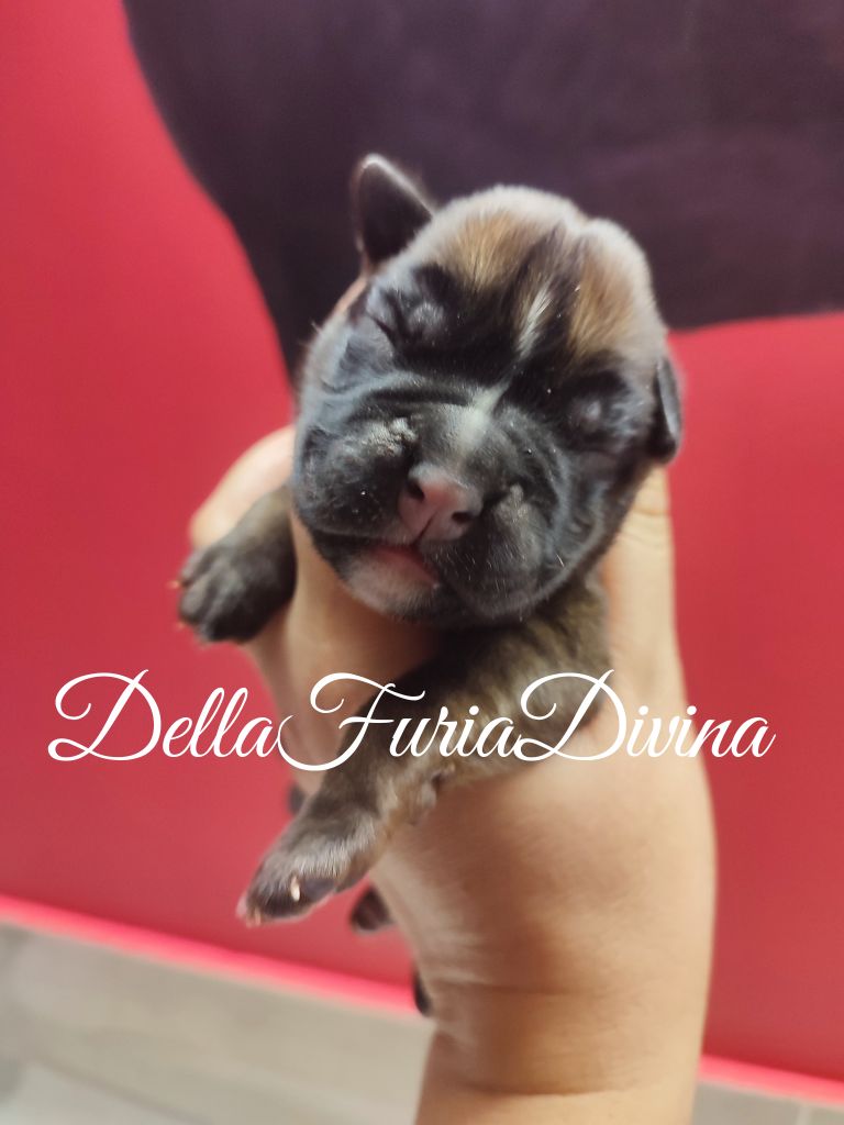 Della Furia Divina - Chiot disponible  - Boxer