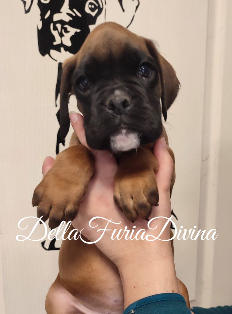 Della Furia Divina - Chiot disponible  - Boxer