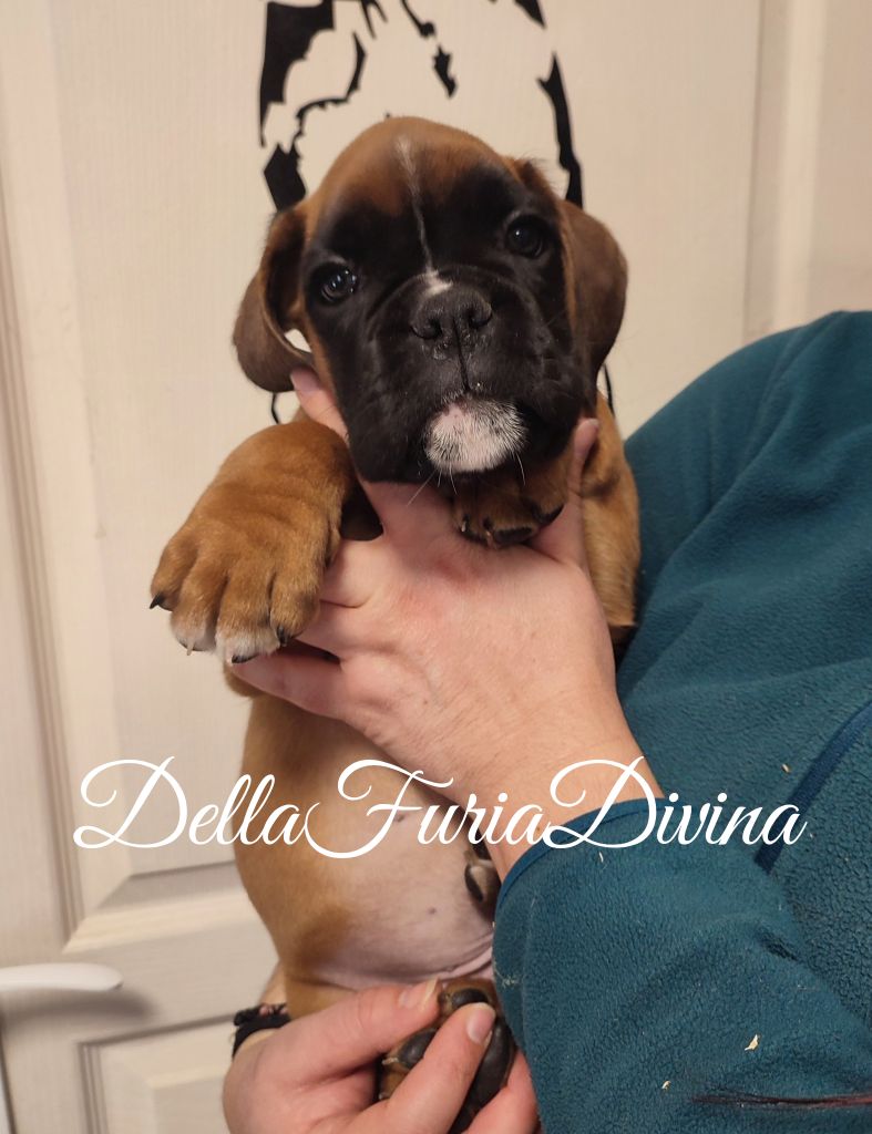 Della Furia Divina - Chiot disponible  - Boxer