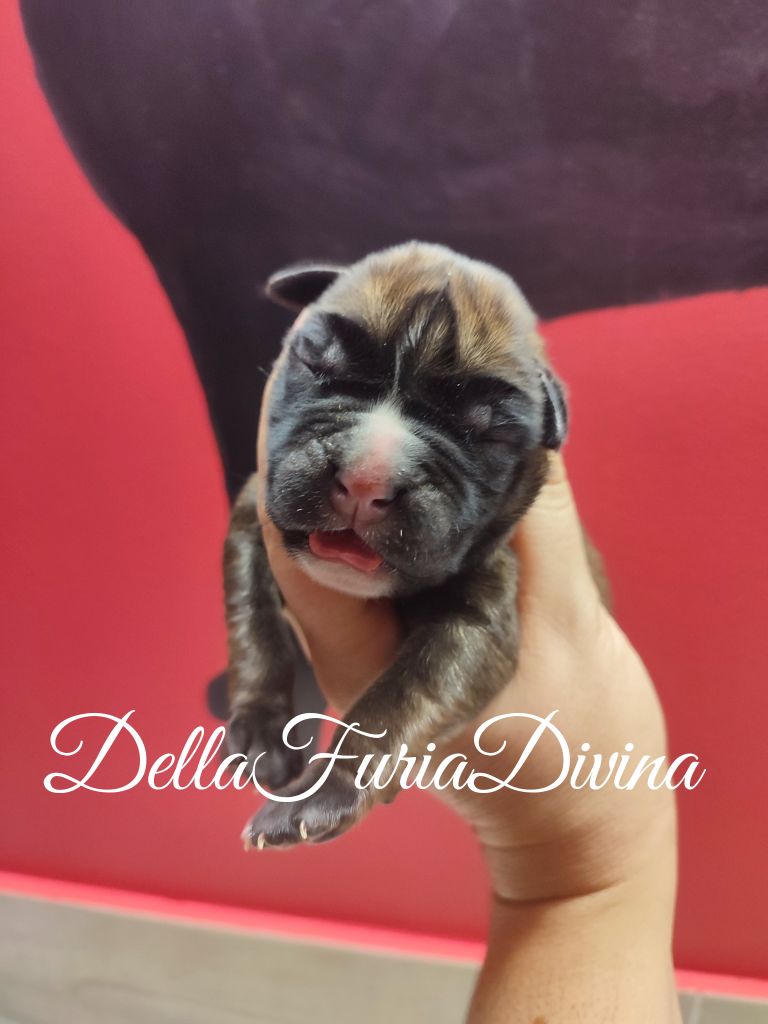 Della Furia Divina - Chiot disponible  - Boxer