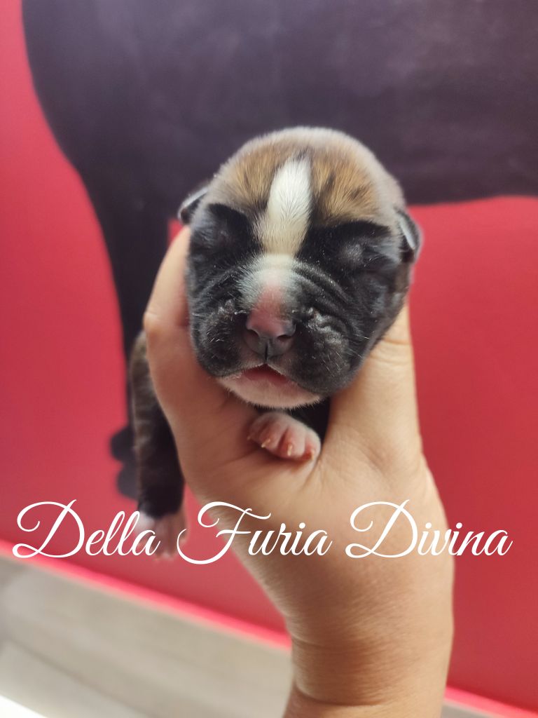 Della Furia Divina - Chiot disponible  - Boxer