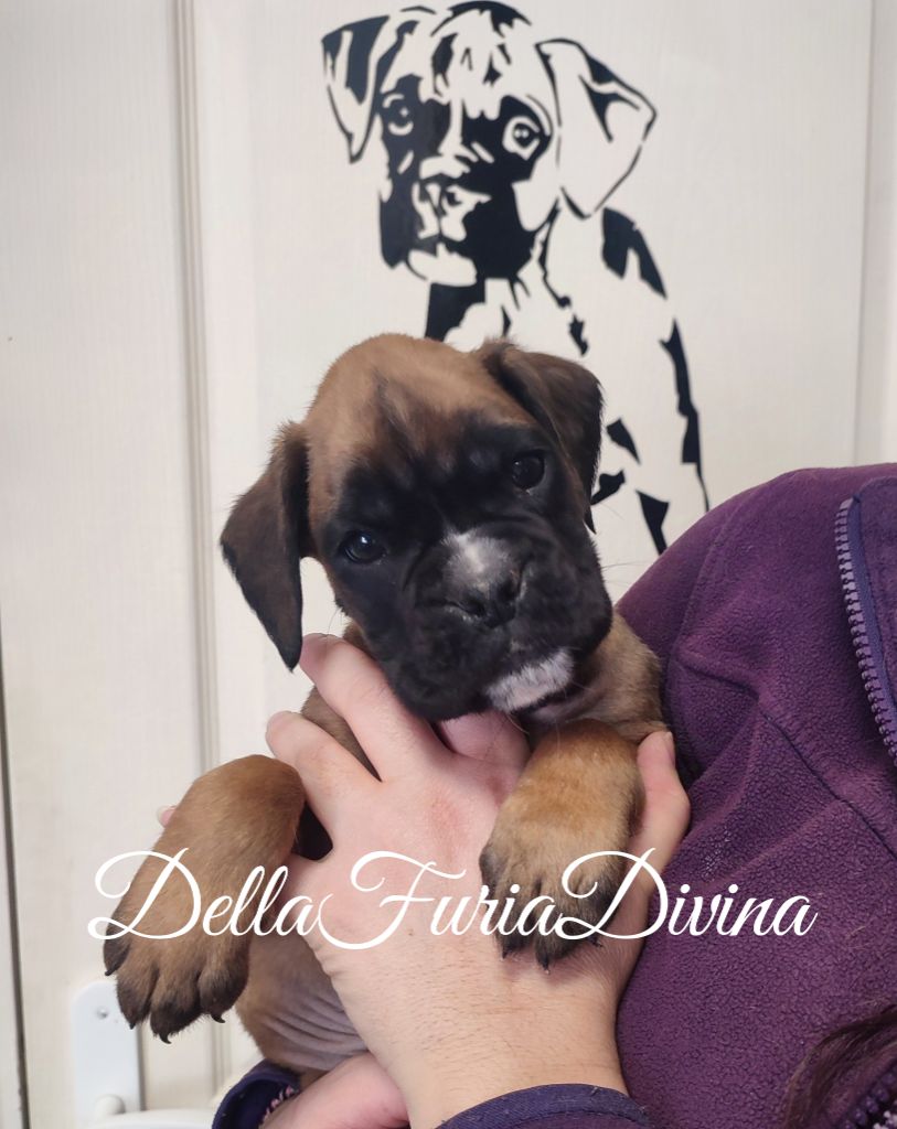 Della Furia Divina - Chiot disponible  - Boxer