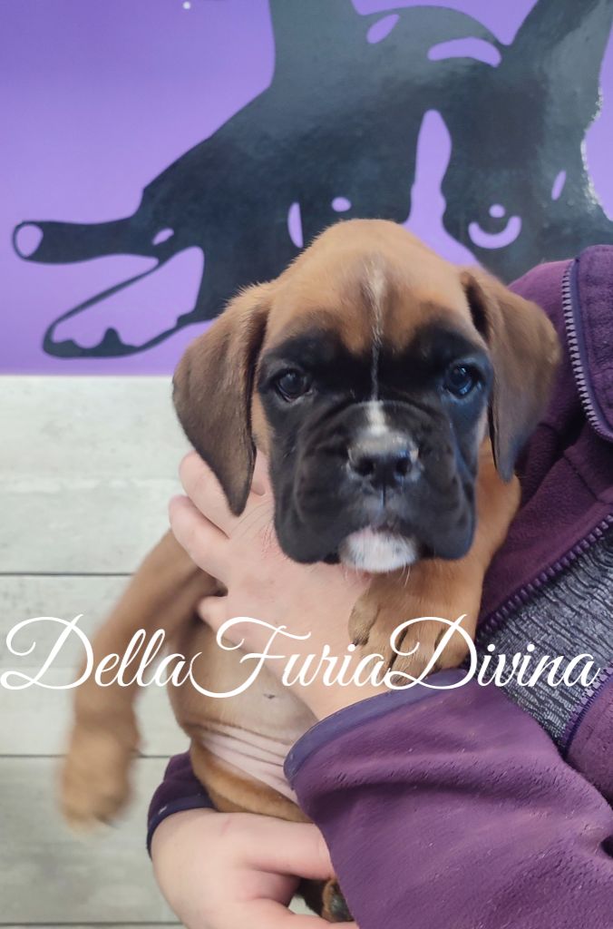 Della Furia Divina - Chiot disponible  - Boxer