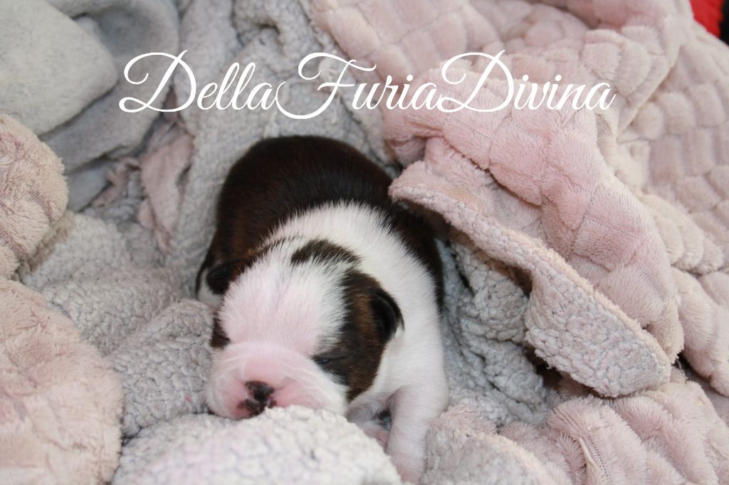 Della Furia Divina - Chiot disponible  - Boston Terrier