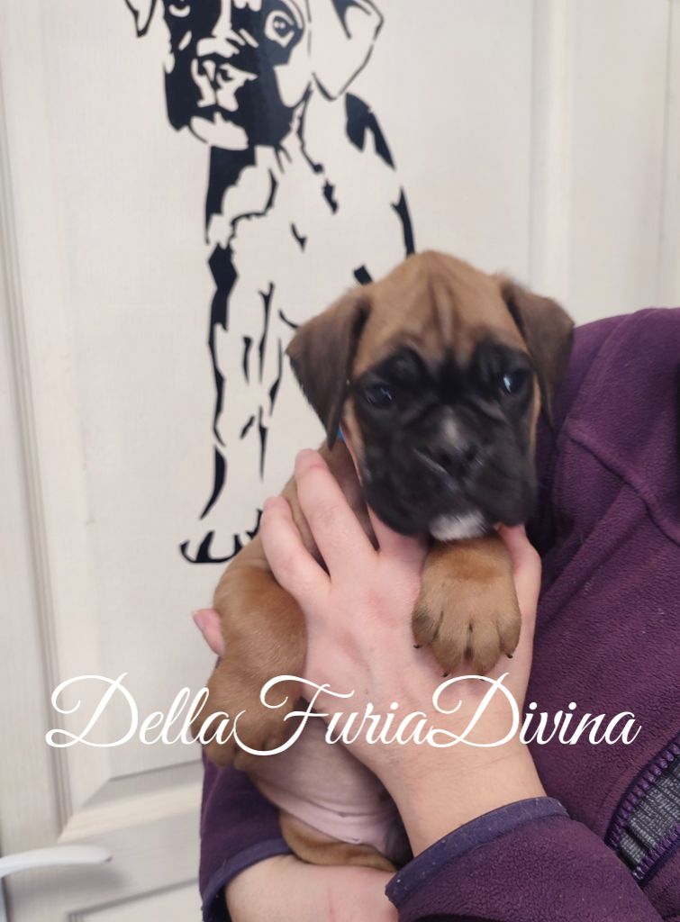 Della Furia Divina - Chiot disponible  - Boxer