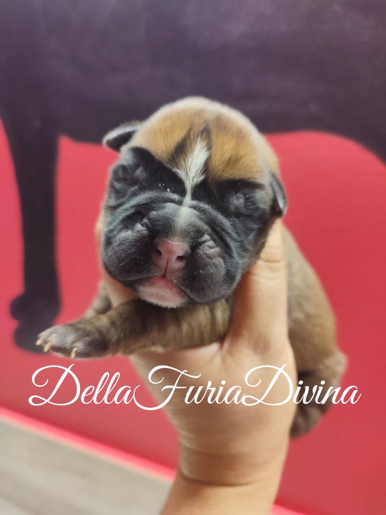 Della Furia Divina - Chiot disponible  - Boxer