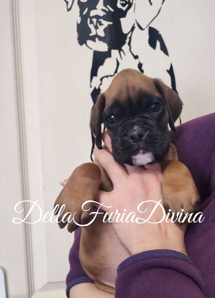 Della Furia Divina - Chiot disponible  - Boxer