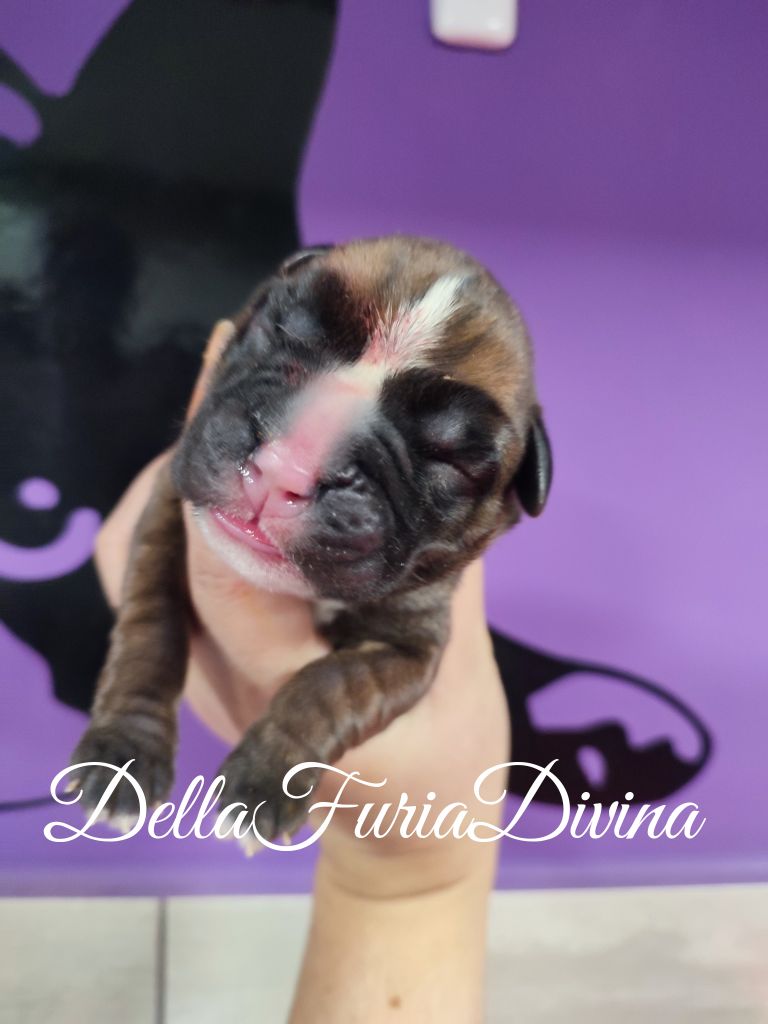 Della Furia Divina - Chiot disponible  - Boxer