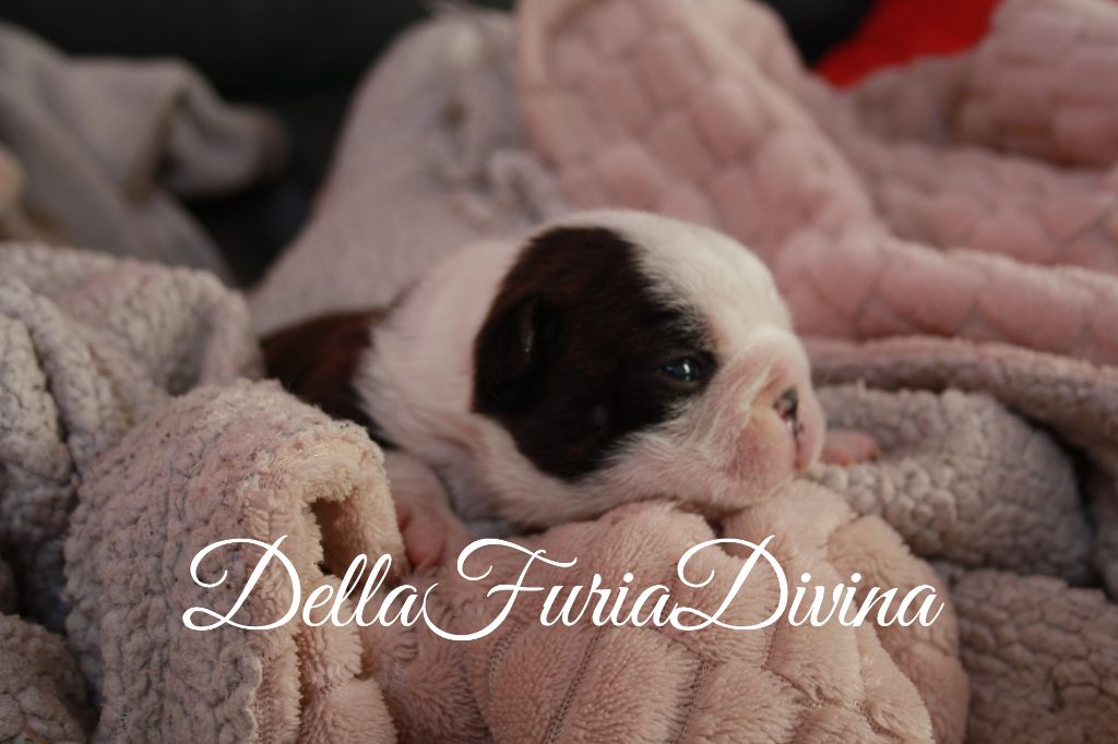 Della Furia Divina - Chiot disponible  - Boston Terrier