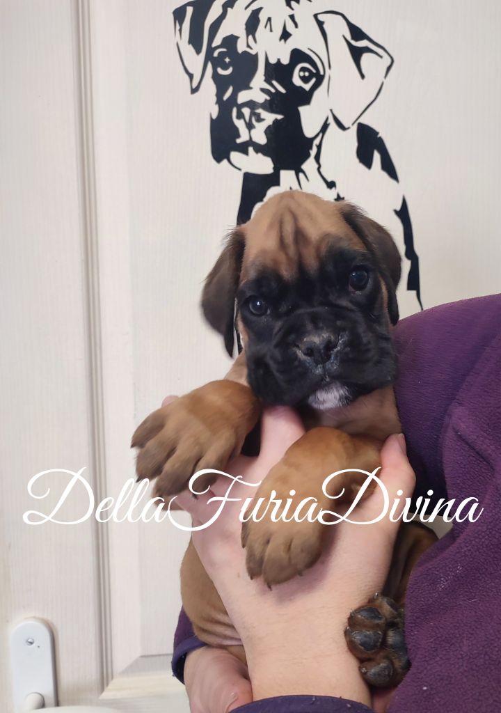 Della Furia Divina - Chiot disponible  - Boxer