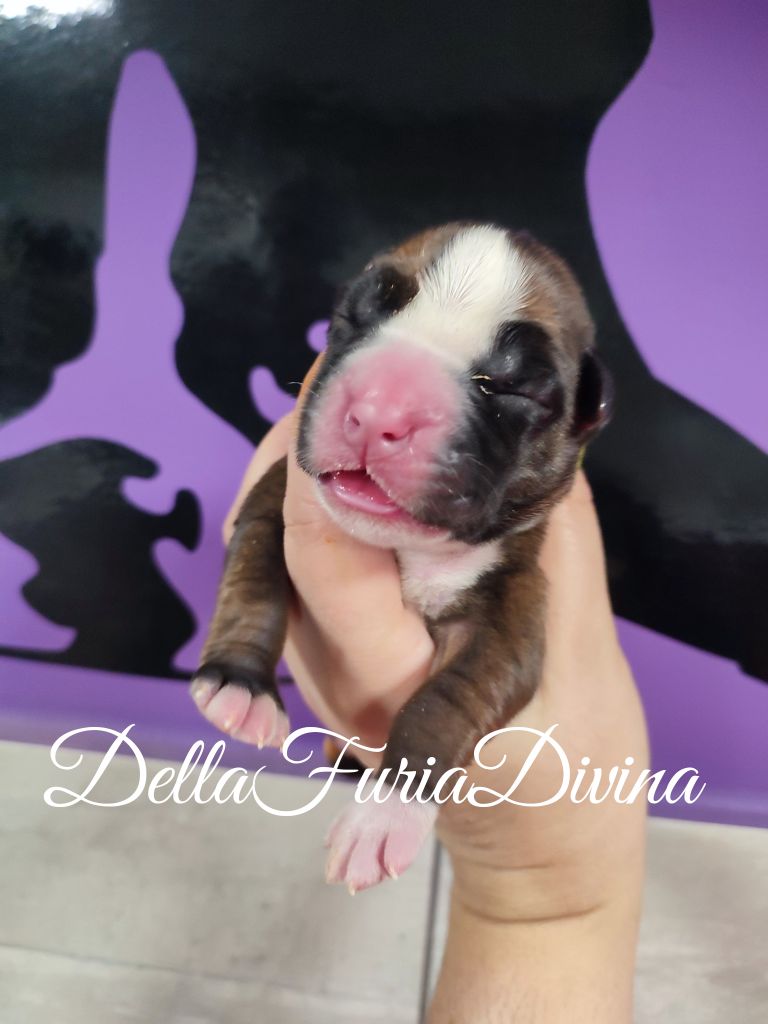 Della Furia Divina - Chiot disponible  - Boxer