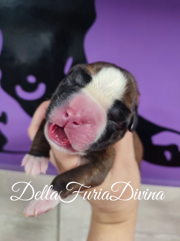 Della Furia Divina - Chiot disponible  - Boxer