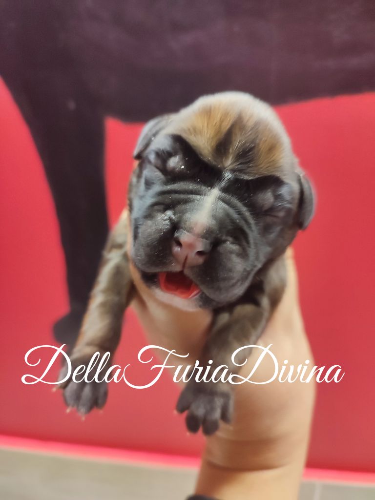 Della Furia Divina - Chiot disponible  - Boxer