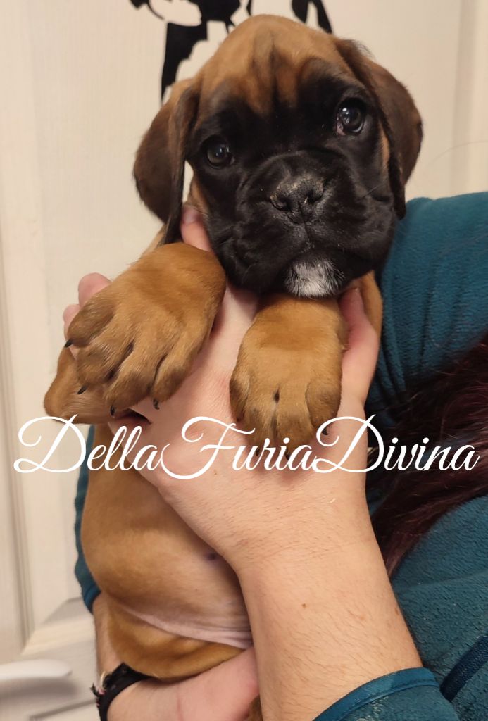 Della Furia Divina - Chiot disponible  - Boxer