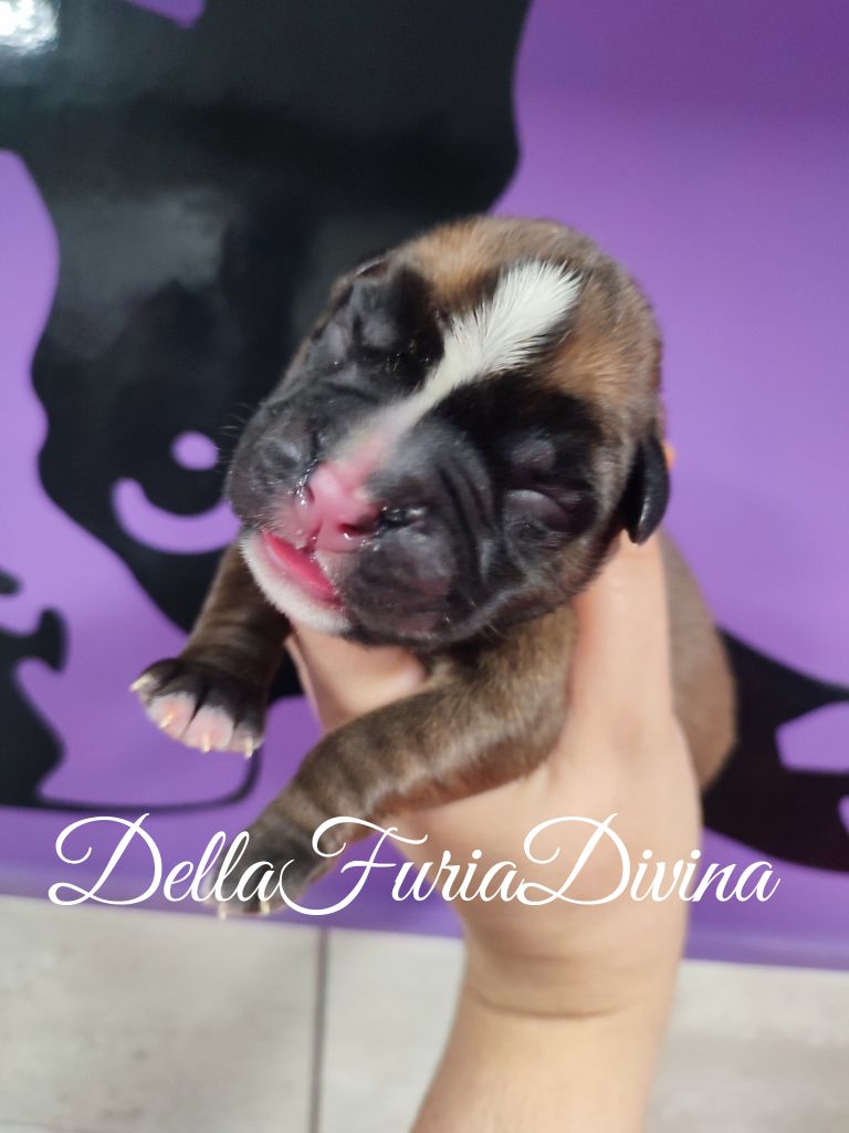 Della Furia Divina - Chiot disponible  - Boxer