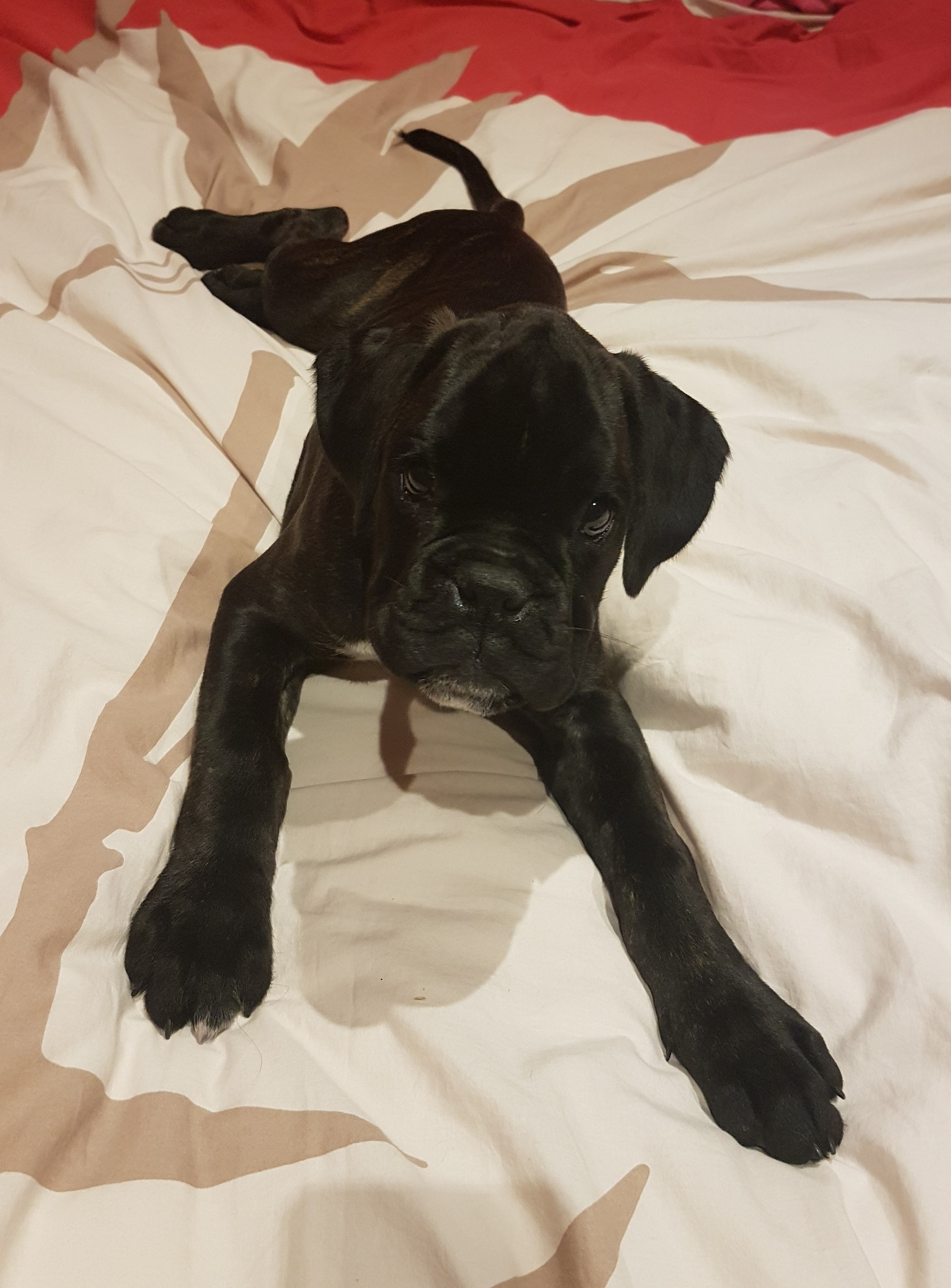 Bagheera dei cieli aperti