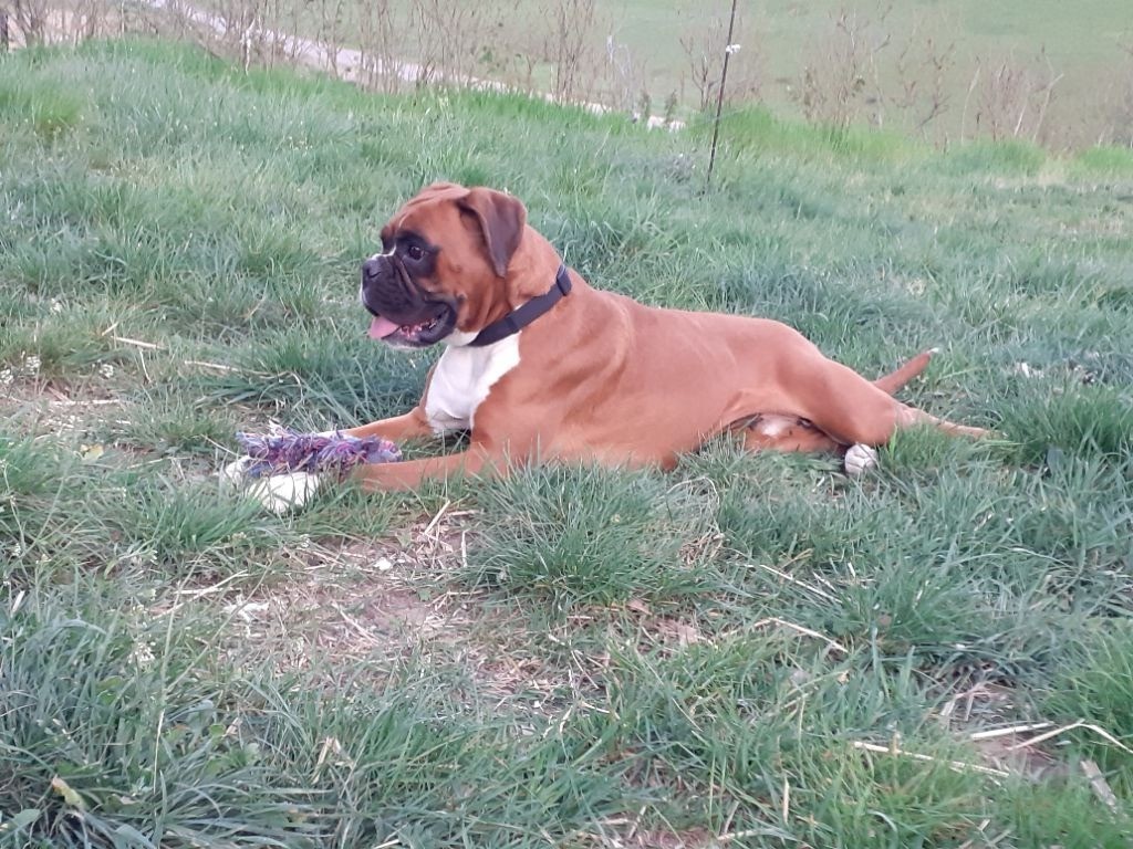 N'jie Della Furia Divina