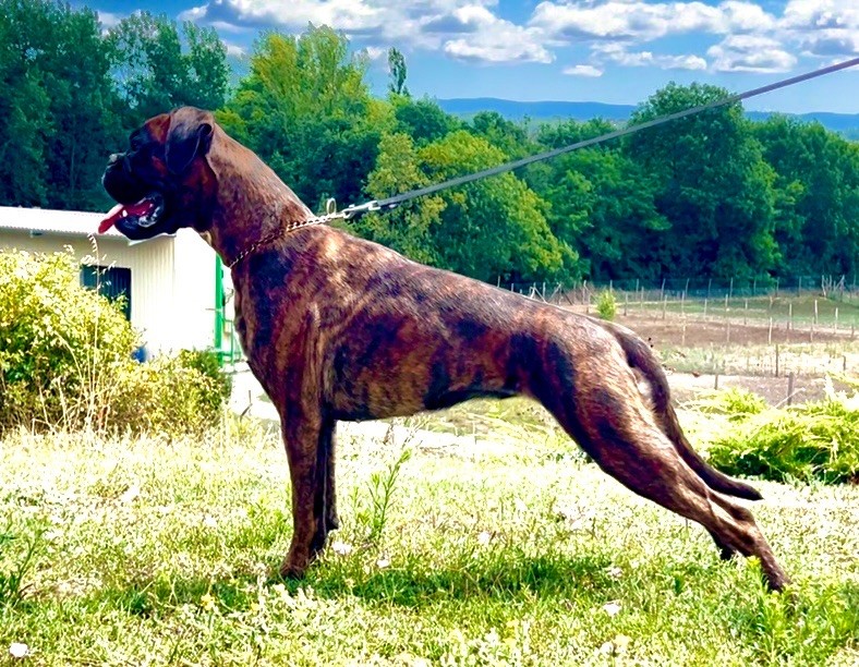 Uguette Della Furia Divina