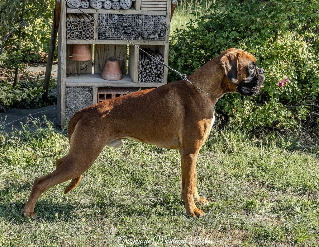 V'texas Della Furia Divina