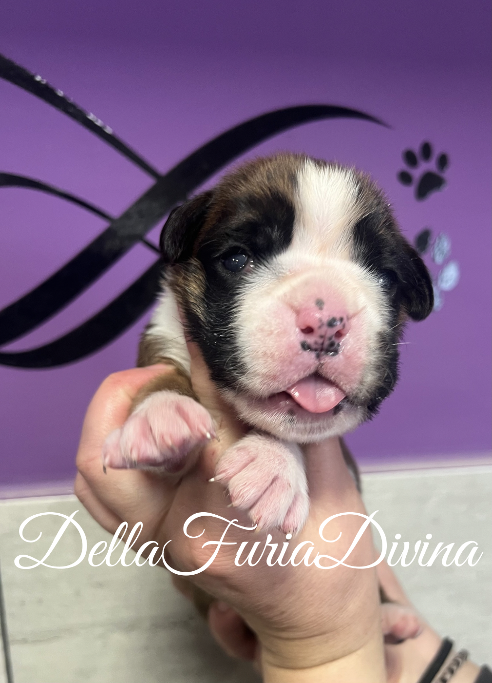 Della Furia Divina - Chiots disponibles - Boxer