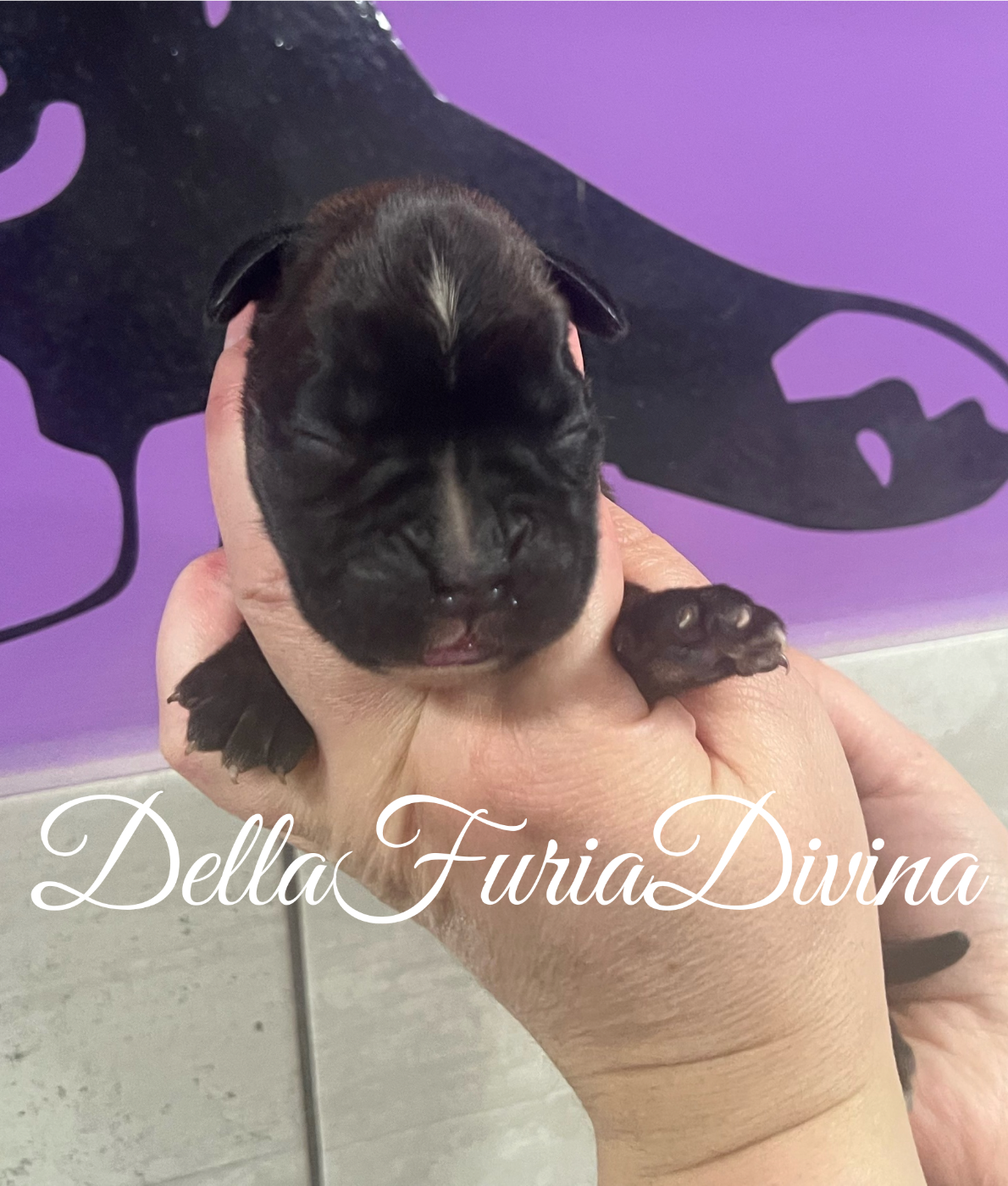 Della Furia Divina - Chiots disponibles - Boxer