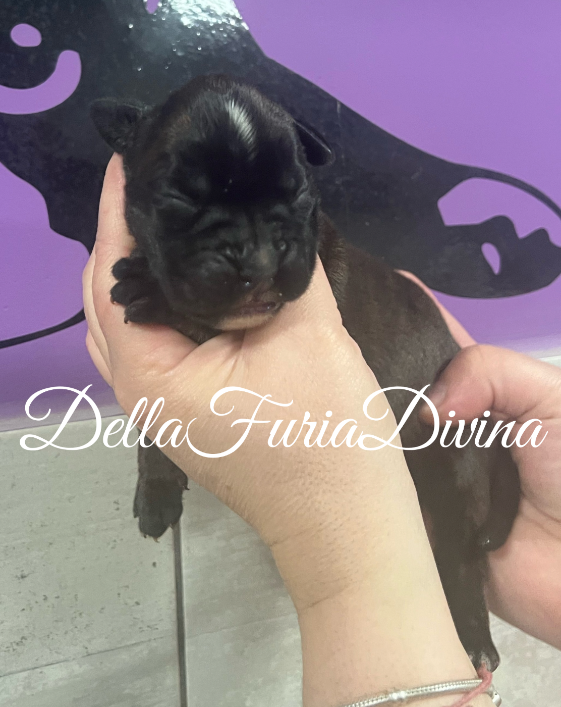 Della Furia Divina - Chiots disponibles - Boxer