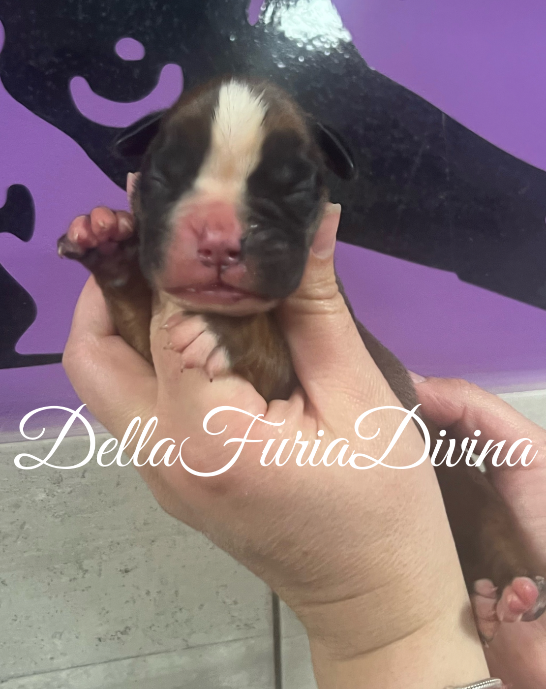 Della Furia Divina - Chiots disponibles - Boxer