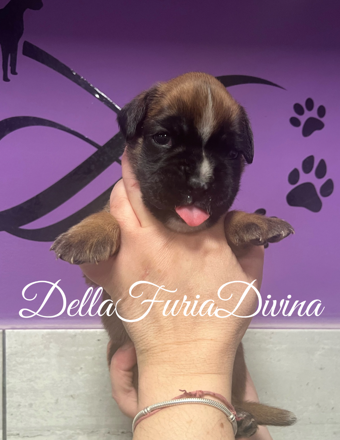 Della Furia Divina - Boxer - Portée née le 07/03/2026